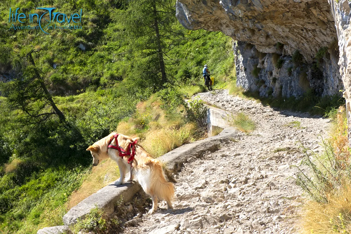 nala a caccia rifugio dal piaz