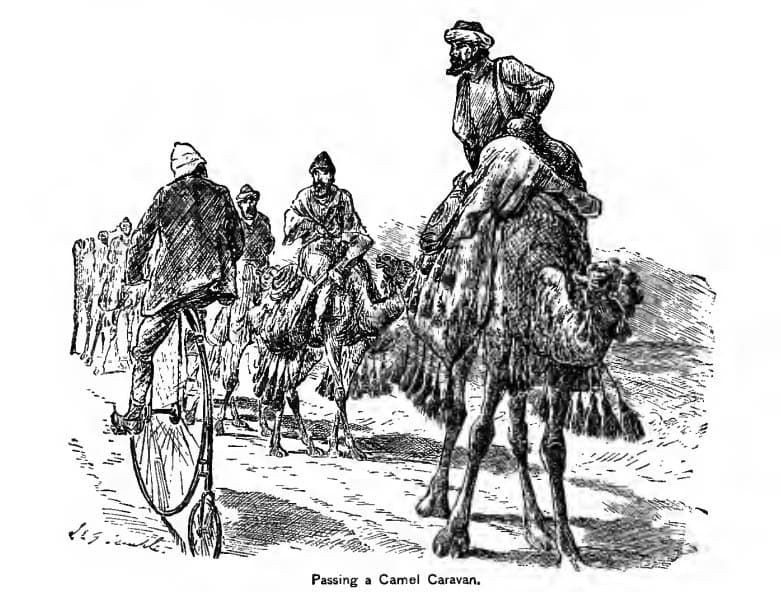 camels