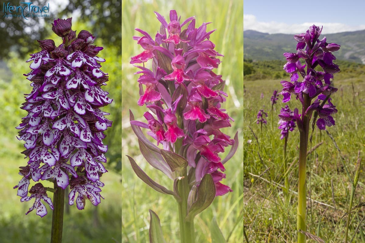 01 pollino
