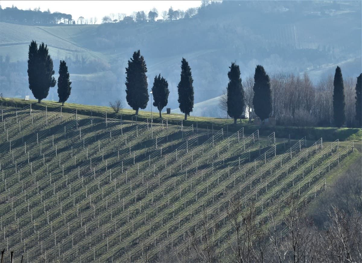 024   Verso Meldola