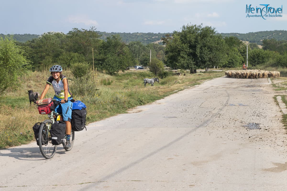28 bulgaria traffico di pecore