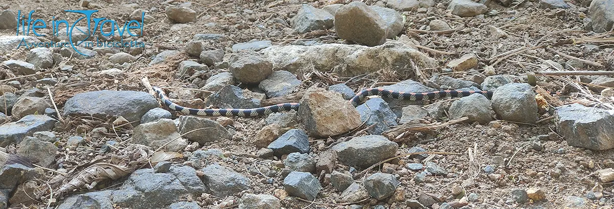 serpente