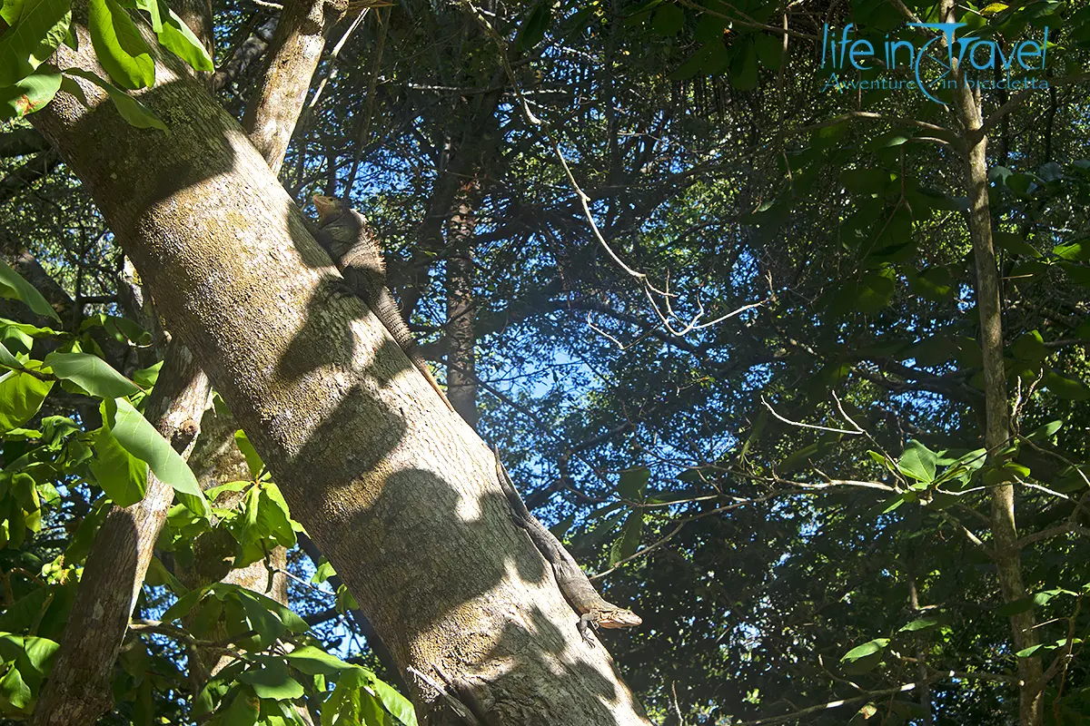 iguane