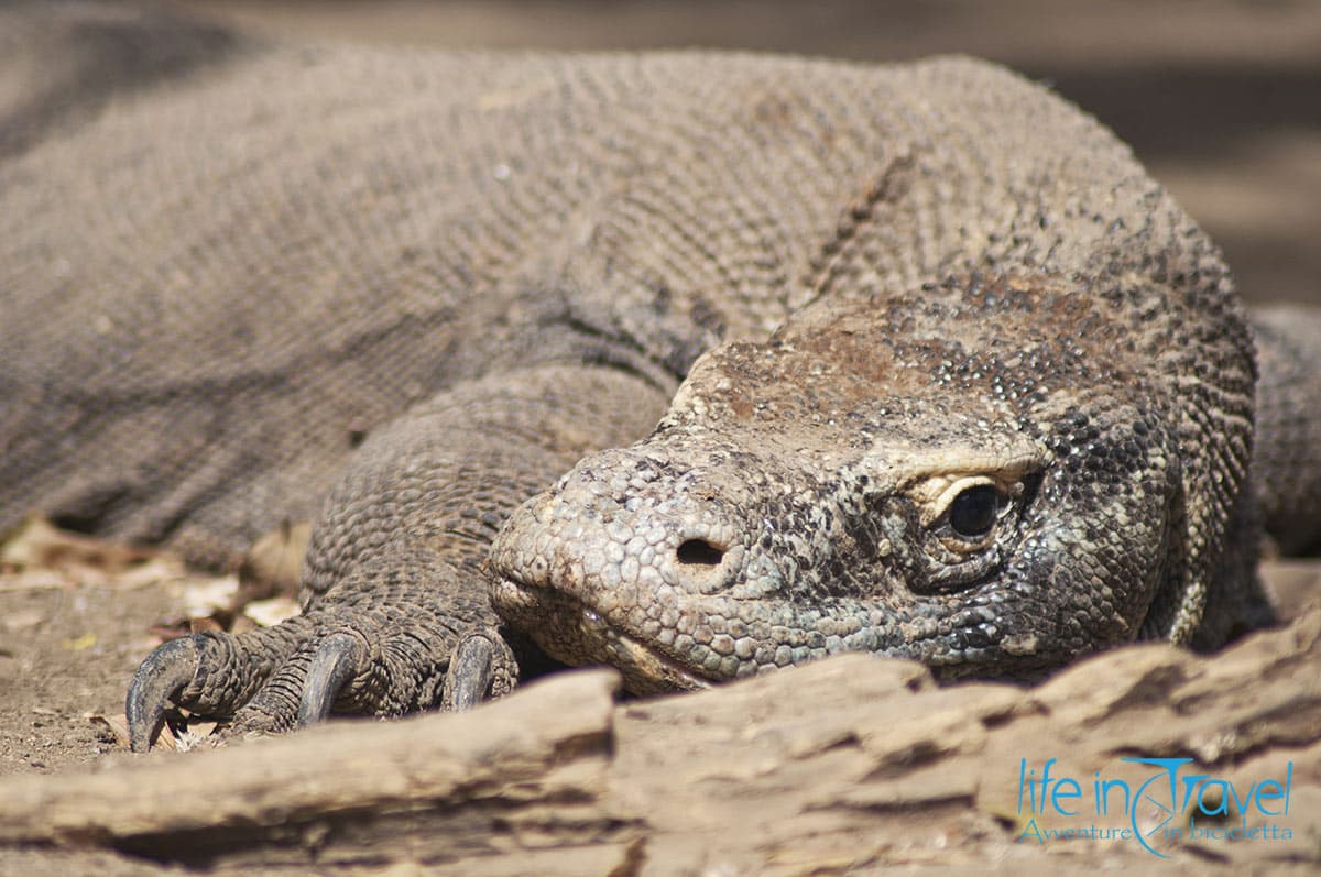 cosa vedere in indonesia drago di komodo