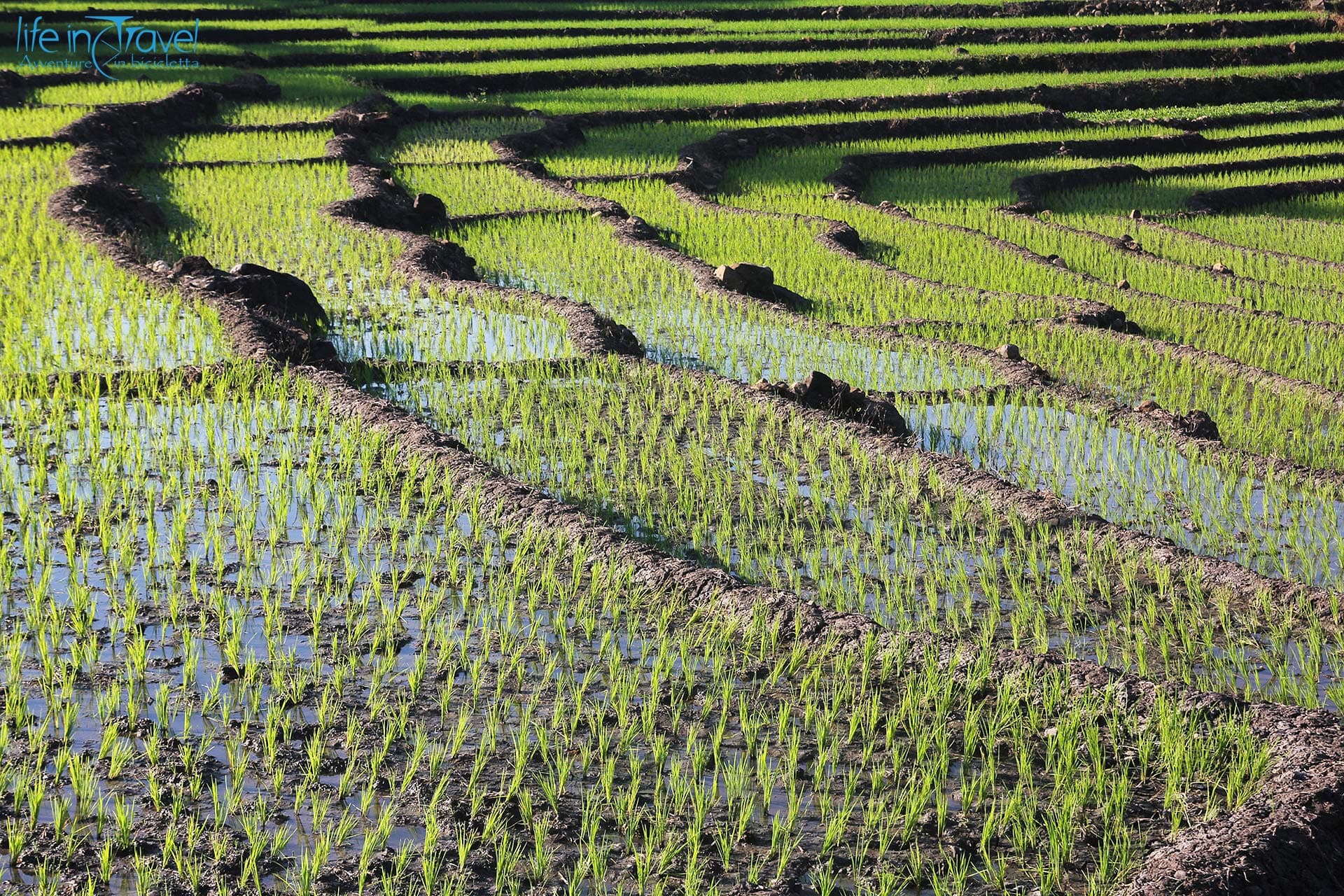cosa vedere in indonesia risaie