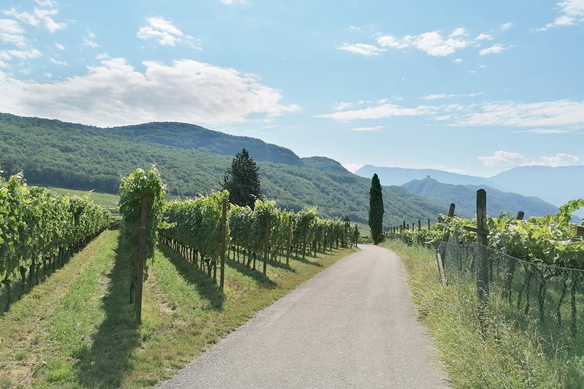 01 tra i vigneti