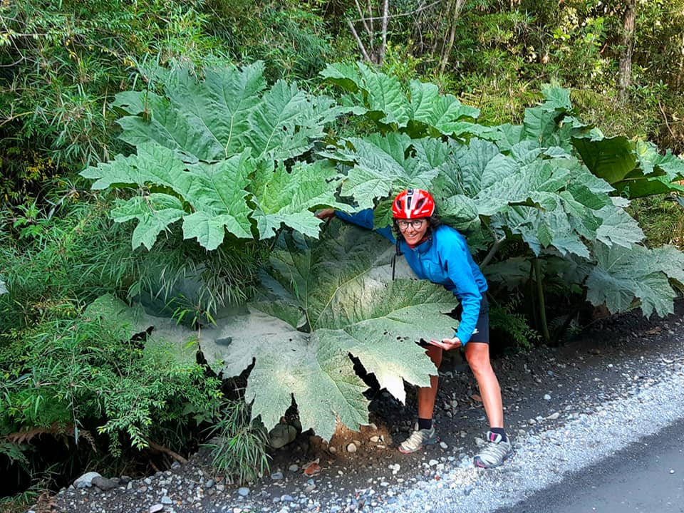 foglie giganti patagonia in bici