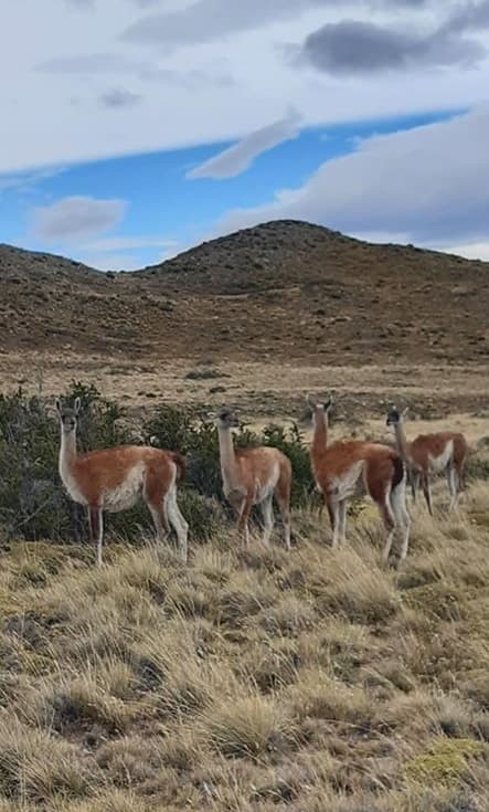 vigogna patagonia