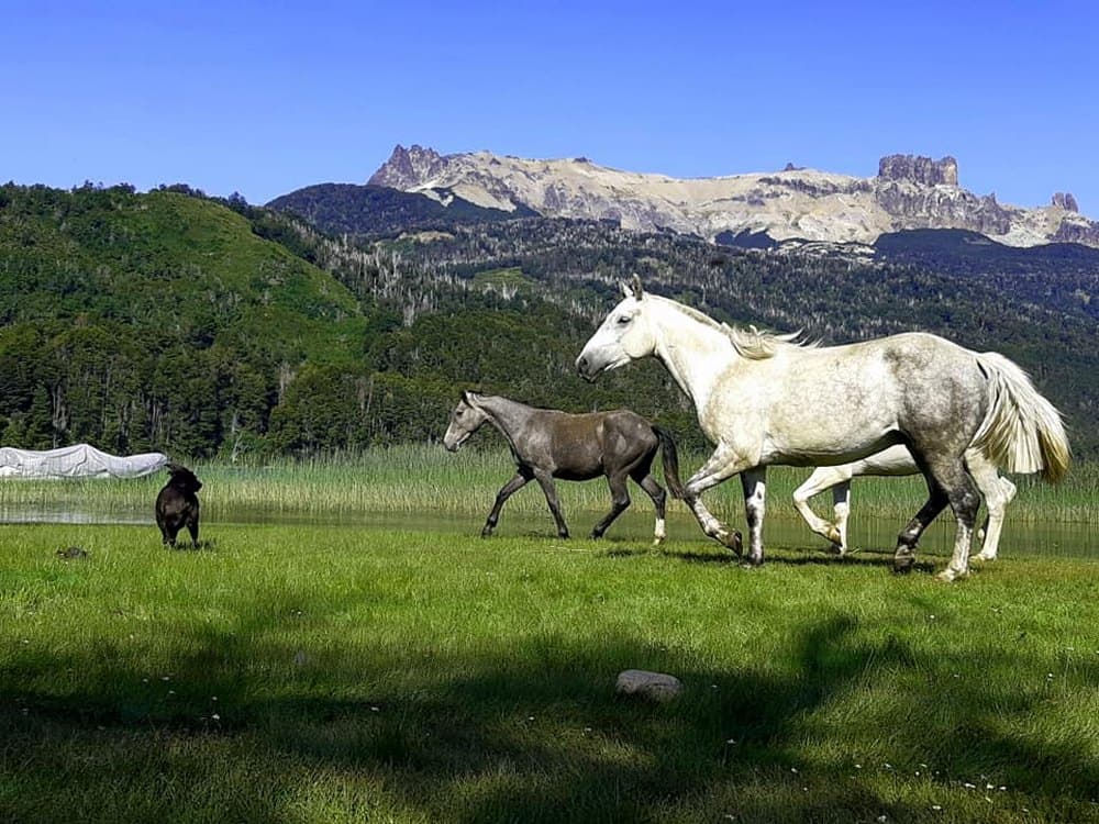 cavalli e montagne ande