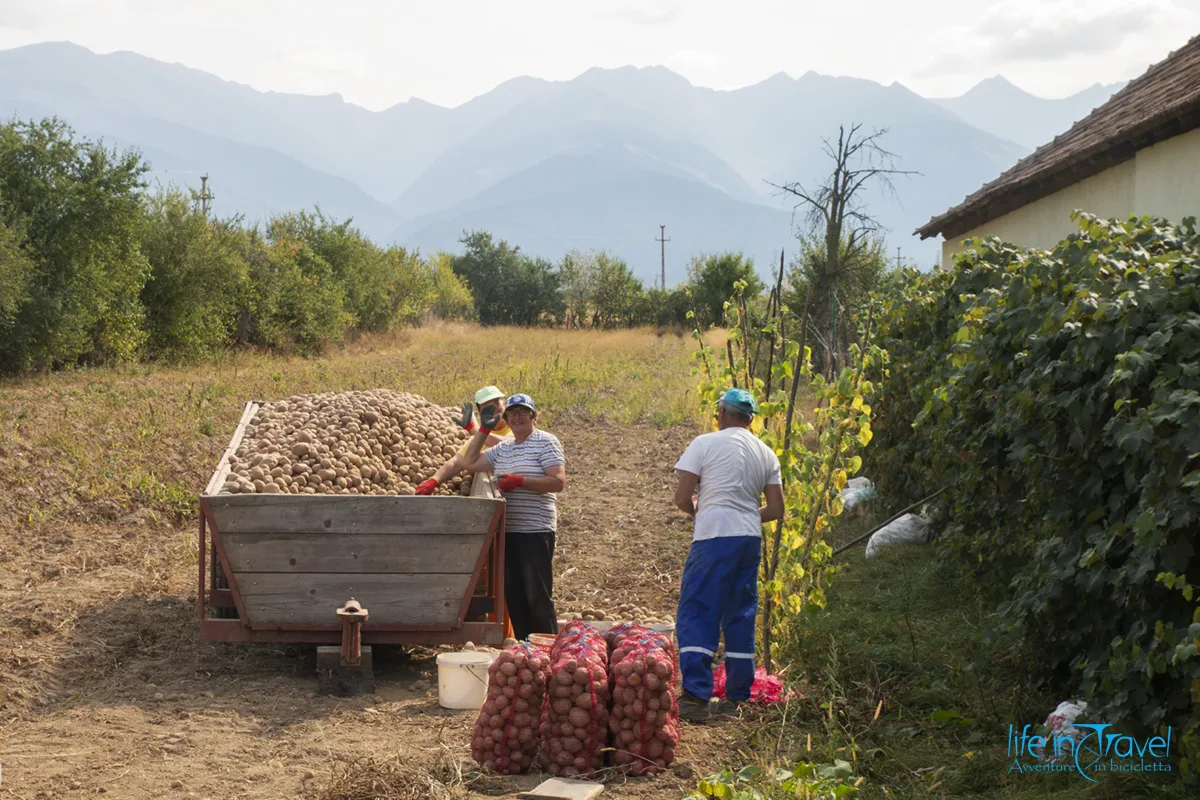 raccoglitori di patate romania nord