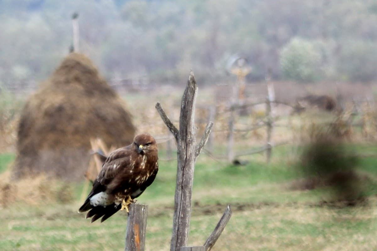 rapace romania transcarpazia