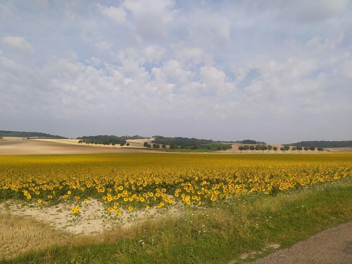 16 campi fioriti come in toscana