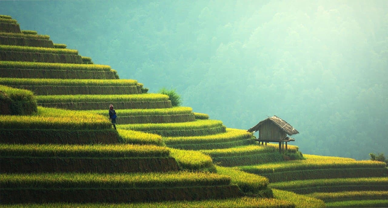 vietnam terrazzamenti riso