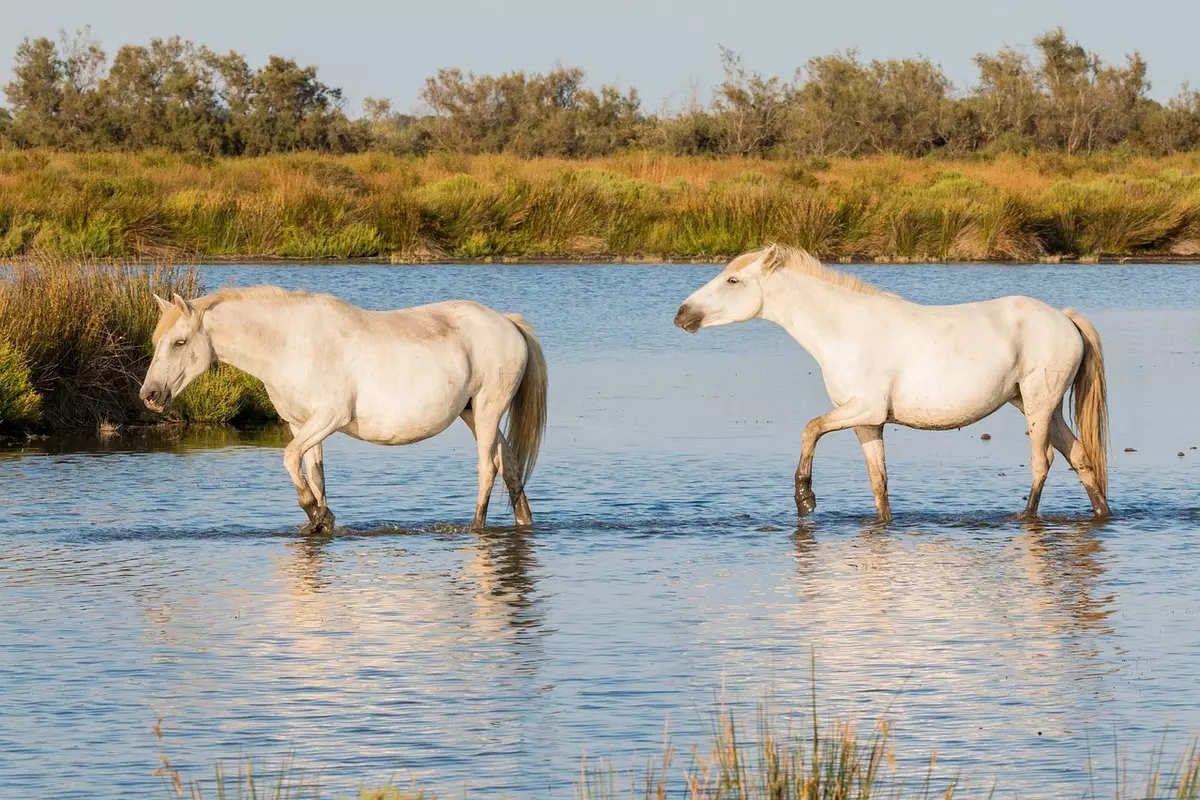 Eurovelo 17 CAMARGUE