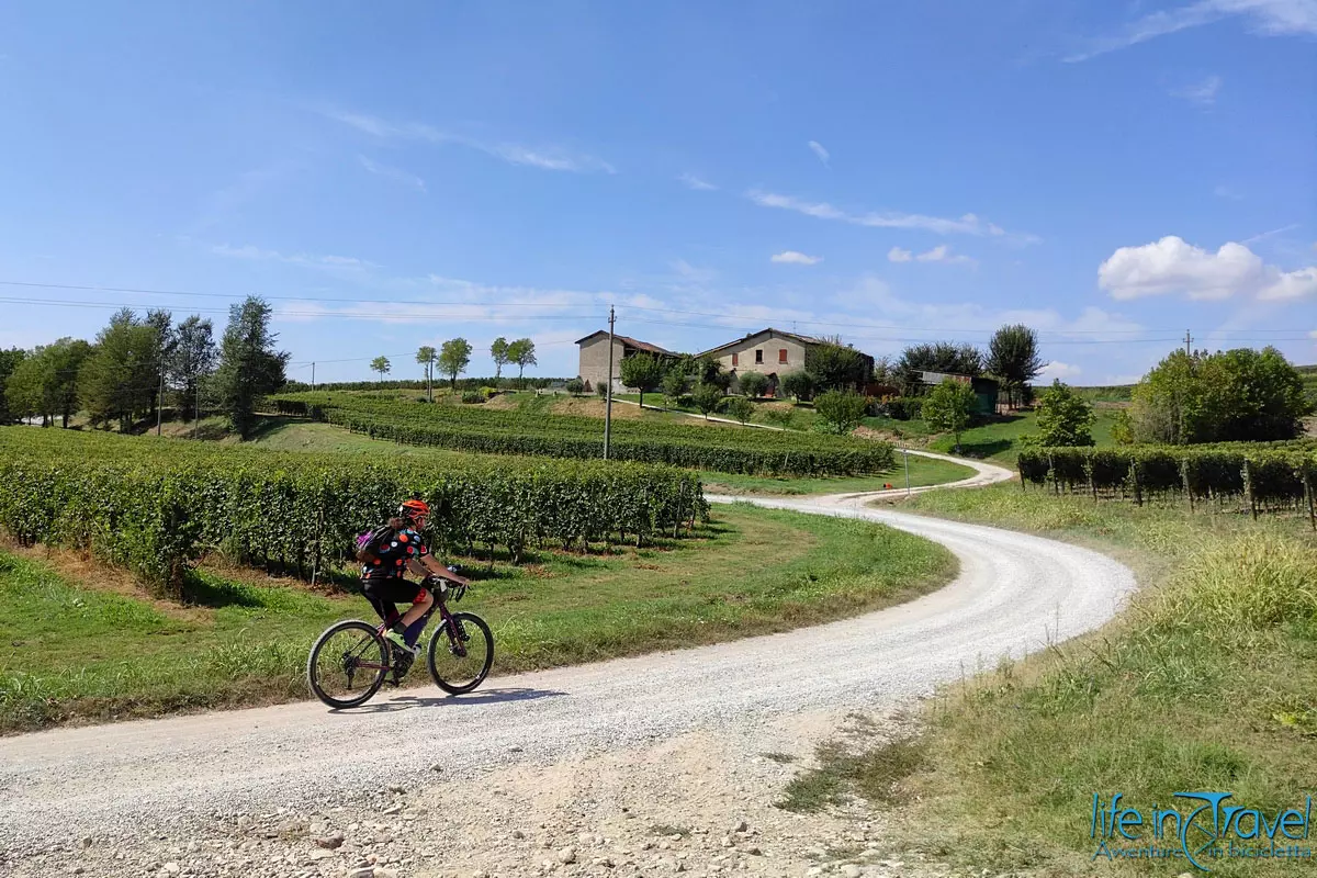 04 vigneti 04 vigneti