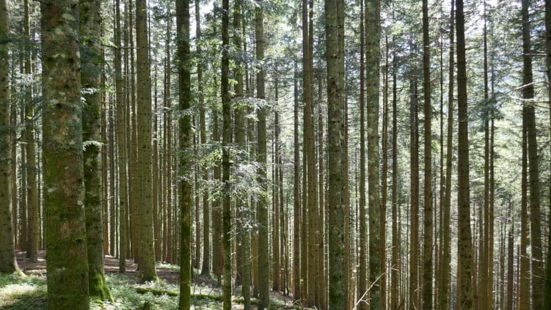 46 foresta campigna