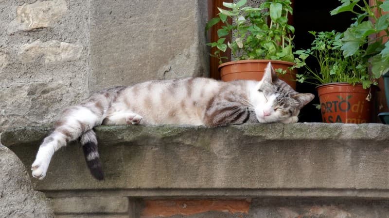 78 gattone