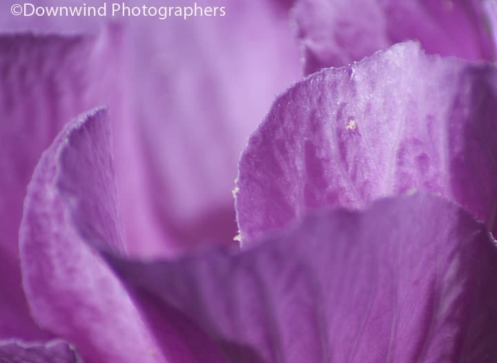 Petali