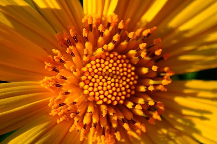 Campi di girasoli di Thung Bua Thong in Thailandia