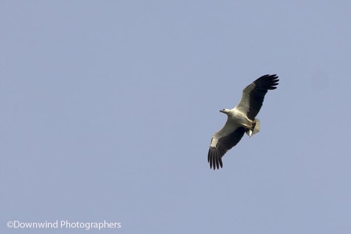Aquila pescatrice in azione