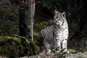I grandi predatori stanno tornando anche in Trentino