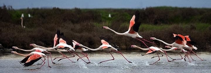 Birdwatching: come vestirsi ed approcciarsi ai volatili