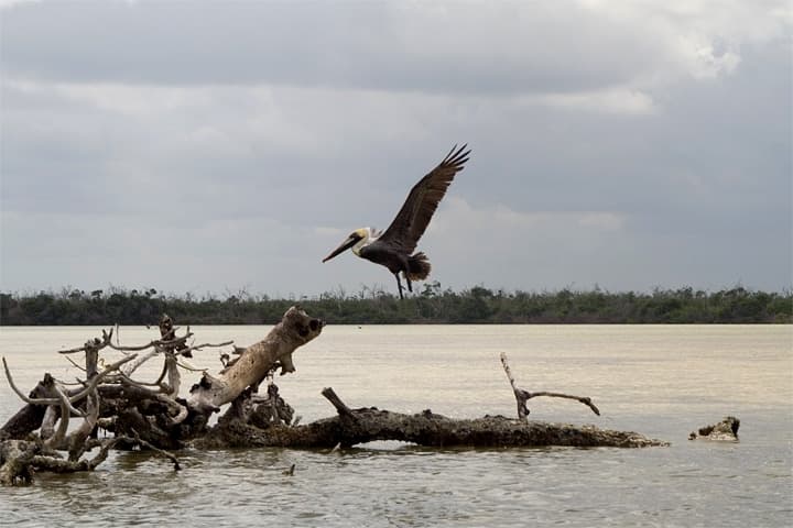 Parco nazionale del Rio Lagartos nello Yucatan