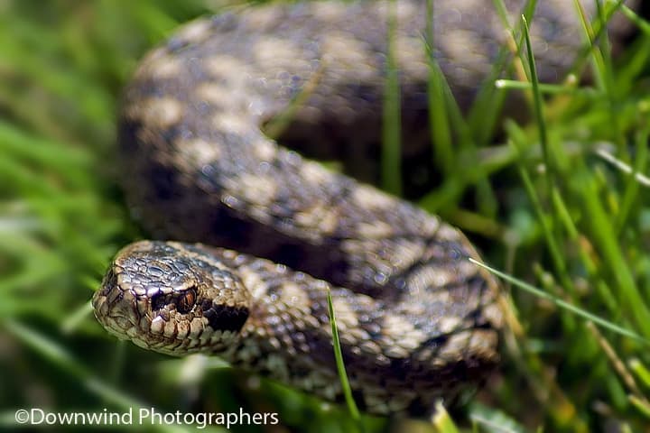 Vipera
