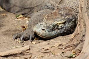 Drago di Komodo
