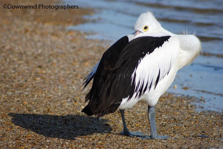 Pellicano australiano