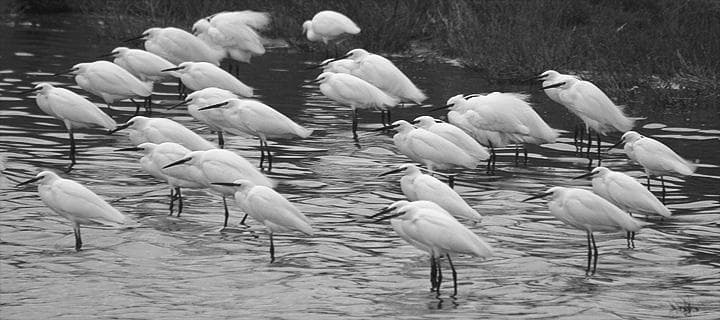 Birdwatching a Comacchio: cento specie in un giorno