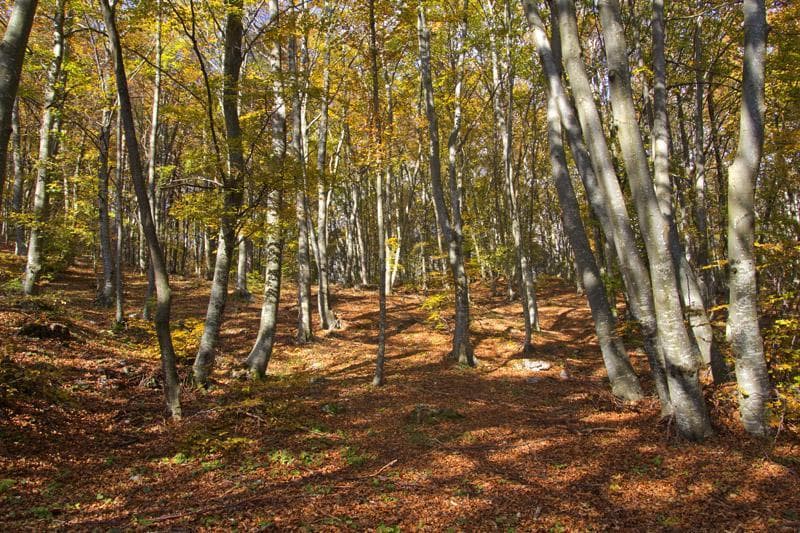 bosco autunno