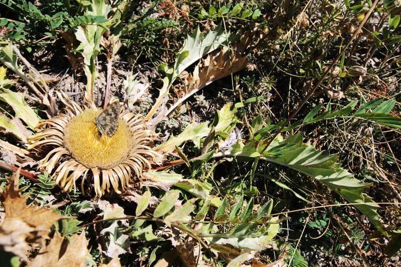 cardo e farfalla