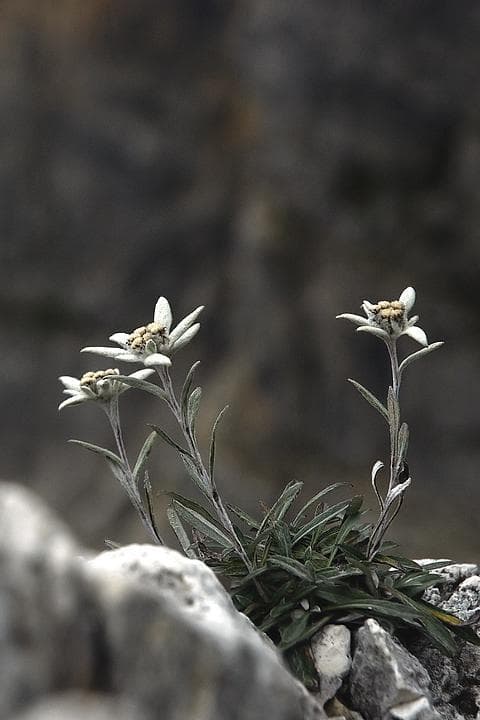 Stelle Alpine