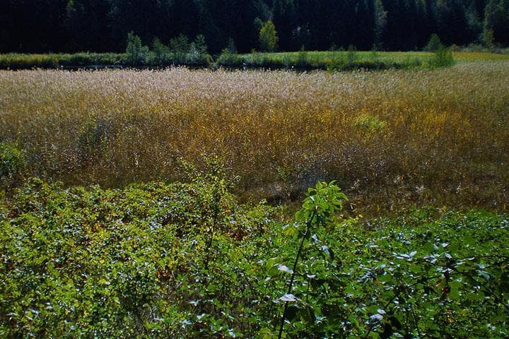laghestel