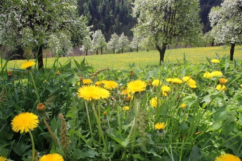 val di non maddalene mtb 4