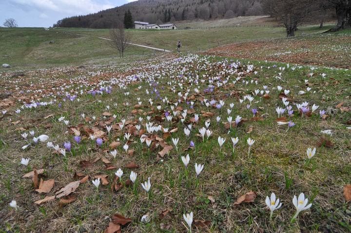 malga campo2