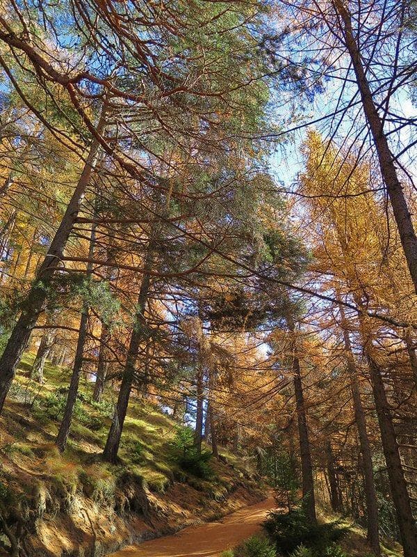 bosco autunno