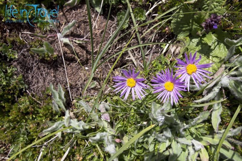 flora dolomiti