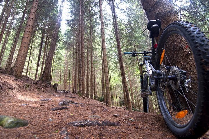 MTB tra i boschi