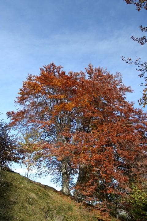 autunno