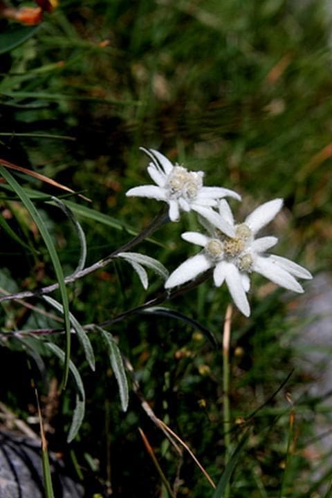 stelle alpine