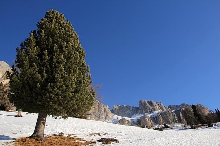 albero solitario
