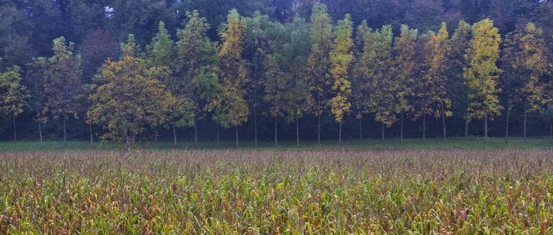 autunno