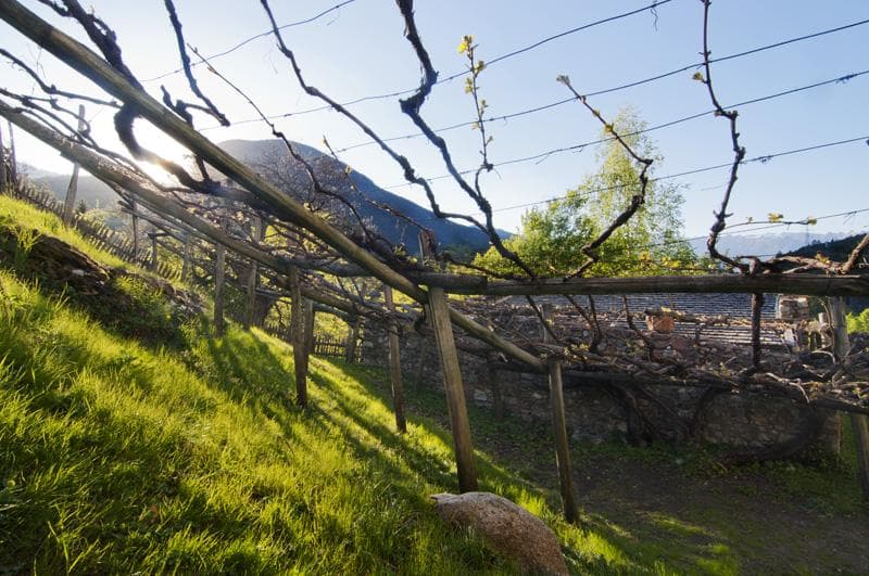 vigneti centenari