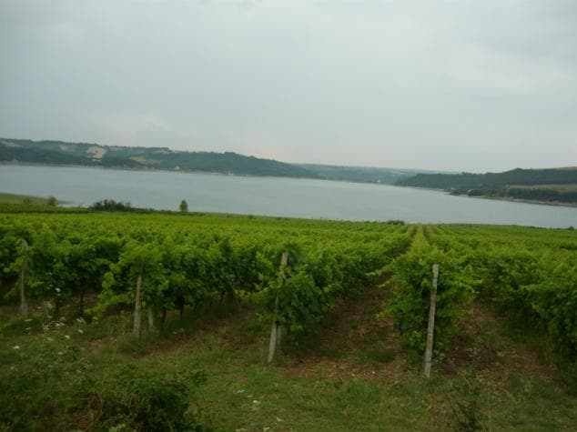 vigneti