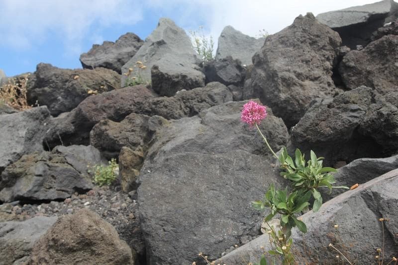 fiore e lava
