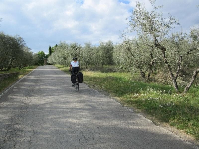 ulivi toscana