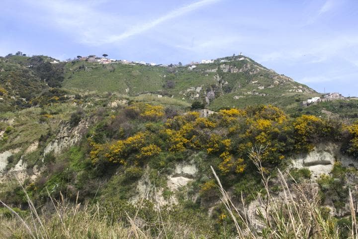 macchia mediterranea