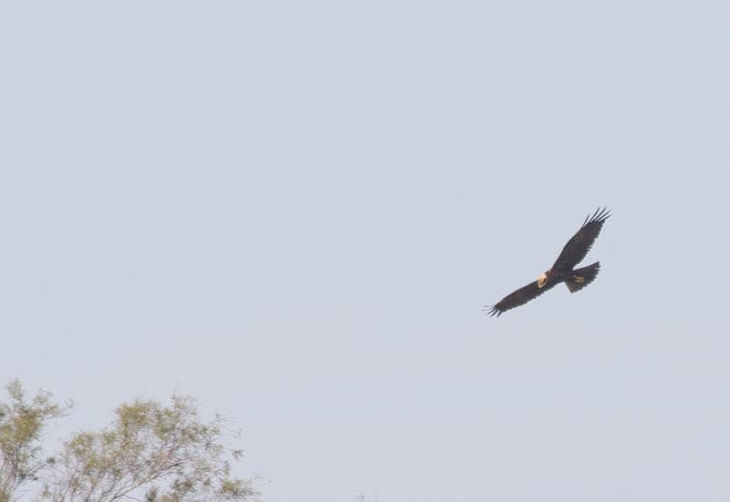 birdwatching parco dune costiere